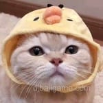 Avatar of Aslam Mirza